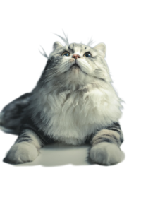 Free Download Silver Tabby Cat PNG, Fluffy Cat Clipart