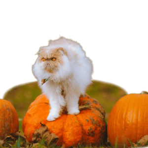 Free Download Fluffy Persian Cat on Pumpkin PNG