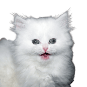 Free Download Fluffy White Kitten Meowing PNG