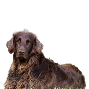 Brown Dog PNG