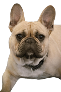 French Bulldog PNG