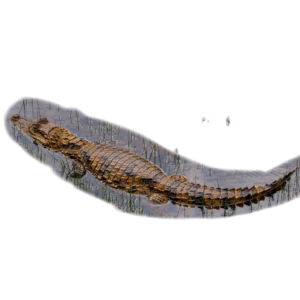 Alligator Floating in Water PNG