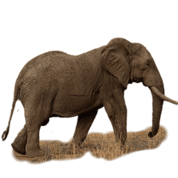 Side view of a full-body African elephant walking over grass, isolated on a transparent background.