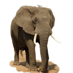 African elephant standing on ground, isolated on a transparent background with visible tusks and textured skin.