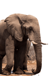 Close-up side view of a wild African elephant with tusks, isolated on a transparent background for graphic design.
