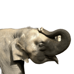 Side portrait of a baby elephant touching its head with curled trunk on a transparent background.