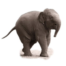Side profile of a small baby Asian elephant calf stepping forward on a transparent background.