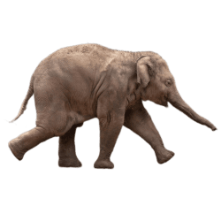 Side profile of a baby Asian elephant walking with trunk extended on a transparent background.